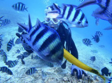 沖縄青の洞窟ダイビングショップ【マリンクラブクレアブログ】