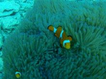 沖縄青の洞窟ダイビングショップ【マリンクラブクレアブログ】