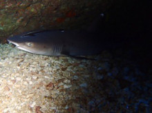 沖縄青の洞窟ダイビングショップ【マリンクラブクレアブログ】