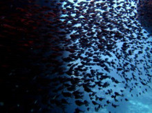 沖縄青の洞窟ダイビングショップ【マリンクラブクレアブログ】