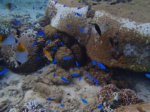 沖縄青の洞窟ダイビングショップ【マリンクラブクレアブログ】