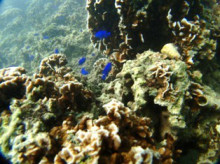 沖縄青の洞窟ダイビングショップ【マリンクラブクレアブログ】