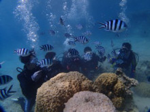 沖縄青の洞窟ダイビングショップ【マリンクラブクレアブログ】