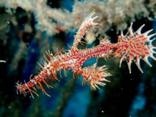 沖縄青の洞窟ダイビングショップ【マリンクラブクレアブログ】