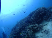 沖縄青の洞窟ダイビングショップ【マリンクラブクレアブログ】