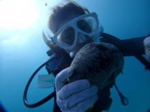 沖縄青の洞窟ダイビングショップ【マリンクラブクレアブログ】