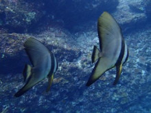 沖縄青の洞窟ダイビングショップ【マリンクラブクレアブログ】