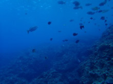 沖縄青の洞窟ダイビングショップ【マリンクラブクレアブログ】