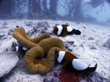 沖縄青の洞窟ダイビングショップ【マリンクラブクレアブログ】