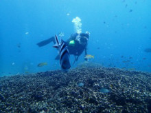 沖縄青の洞窟ダイビングショップ【マリンクラブクレアブログ】