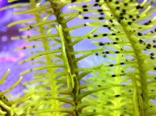 沖縄青の洞窟ダイビングショップ【マリンクラブクレアブログ】