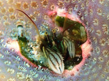 沖縄青の洞窟ダイビングショップ【マリンクラブクレアブログ】