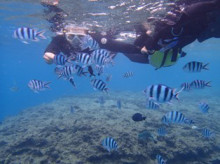 沖縄青の洞窟ダイビングショップ【マリンクラブクレアブログ】