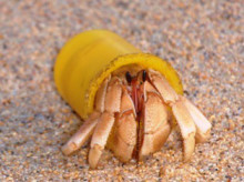 沖縄青の洞窟ダイビングショップ【マリンクラブクレアブログ】