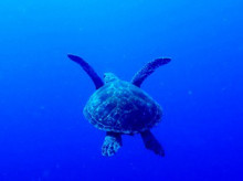 沖縄青の洞窟ダイビングショップ【マリンクラブクレアブログ】