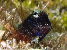 沖縄青の洞窟ダイビングショップ【マリンクラブクレアブログ】