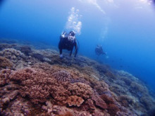 沖縄青の洞窟ダイビングショップ【マリンクラブクレアブログ】