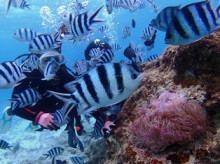 沖縄青の洞窟ダイビングショップ【マリンクラブクレアブログ】