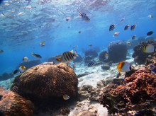 沖縄青の洞窟ダイビングショップ【マリンクラブクレアブログ】