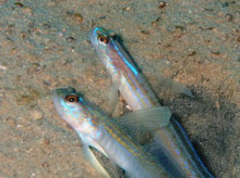 沖縄青の洞窟ダイビングショップ【マリンクラブクレアブログ】