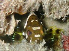 沖縄青の洞窟ダイビングショップ【マリンクラブクレアブログ】