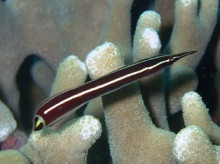 沖縄青の洞窟ダイビングショップ【マリンクラブクレアブログ】