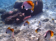 沖縄青の洞窟ダイビングショップ【マリンクラブクレアブログ】