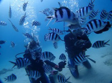 沖縄青の洞窟ダイビングショップ【マリンクラブクレアブログ】