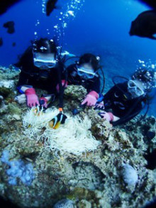 沖縄青の洞窟ダイビングショップ【マリンクラブクレアブログ】