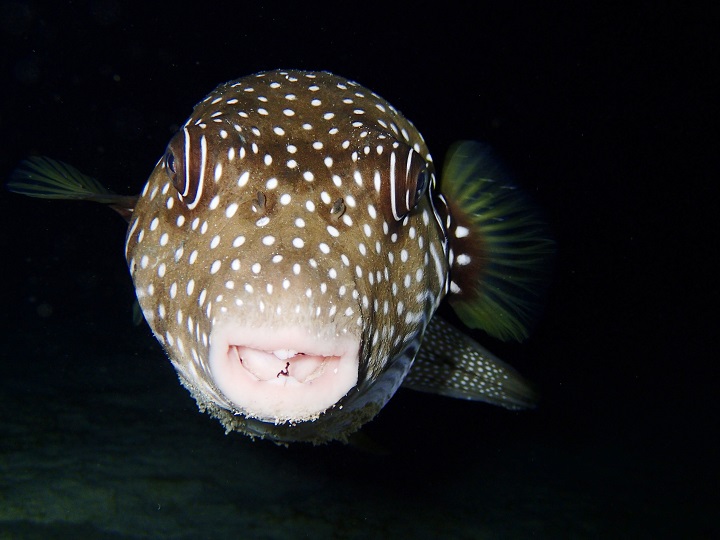 大きなサザナミフグ大きなサザナミフグ 沖縄 青の洞窟 ダイビングショップ Marine Club Crea