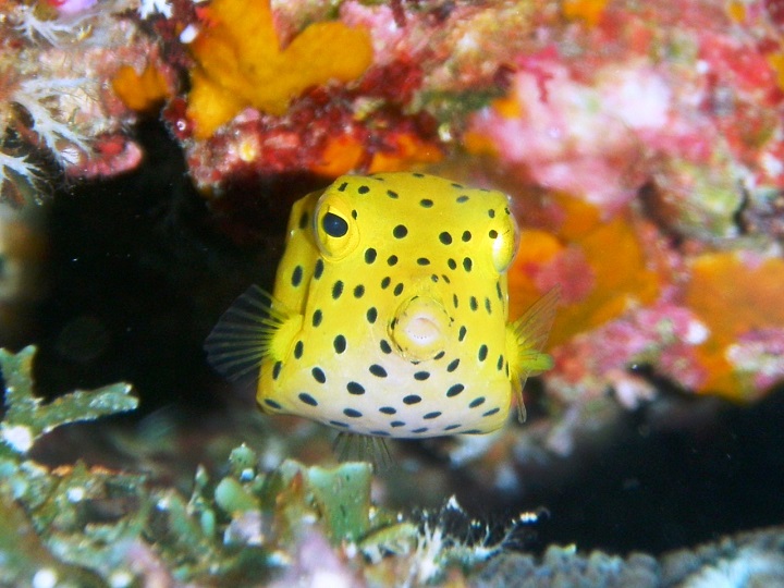 可愛い人気者ミナミハコフグ 沖縄 青の洞窟 ダイビングショップ Marine Club Crea